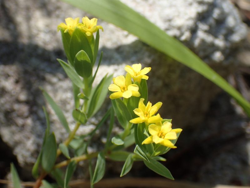 Gnidia coriacea, photographed by Mahomed Desai