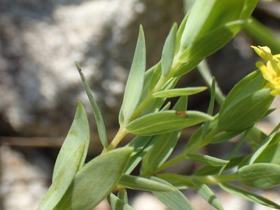 Gnidia coriacea, photographed by Mahomed Desai