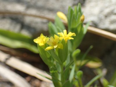 Gnidia coriacea, photographed by Mahomed Desai
