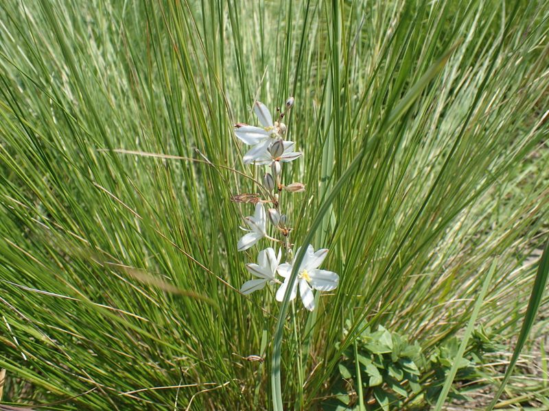 Chlorophytum cooperi, photographed by Mahomed Desai