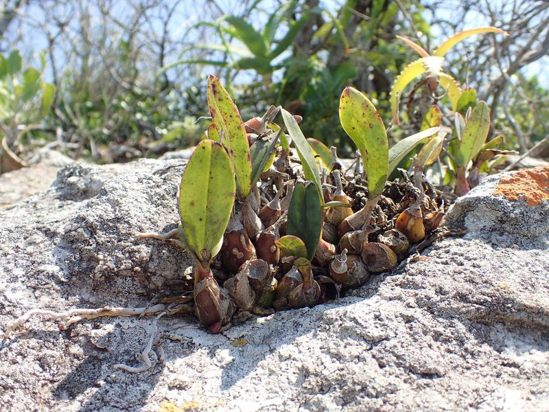 Polystachya pubescens, photographed by Mahomed Desai