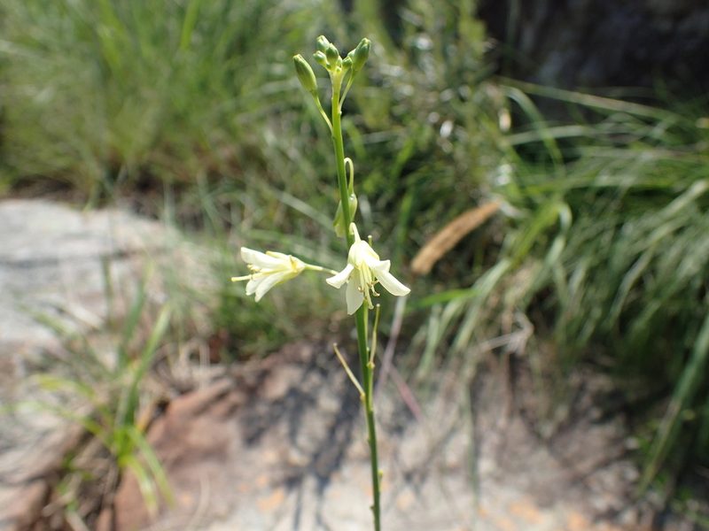 Heliophila elongata, photographed by Mahomed Desai