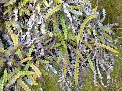 Austroblechnum banksii, photographed by John Barkla