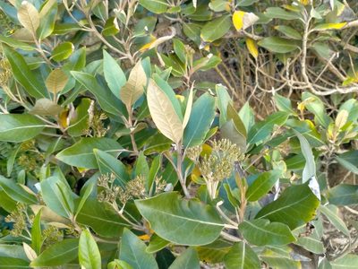 Olearia avicenniifolia, photographed by John Barkla
