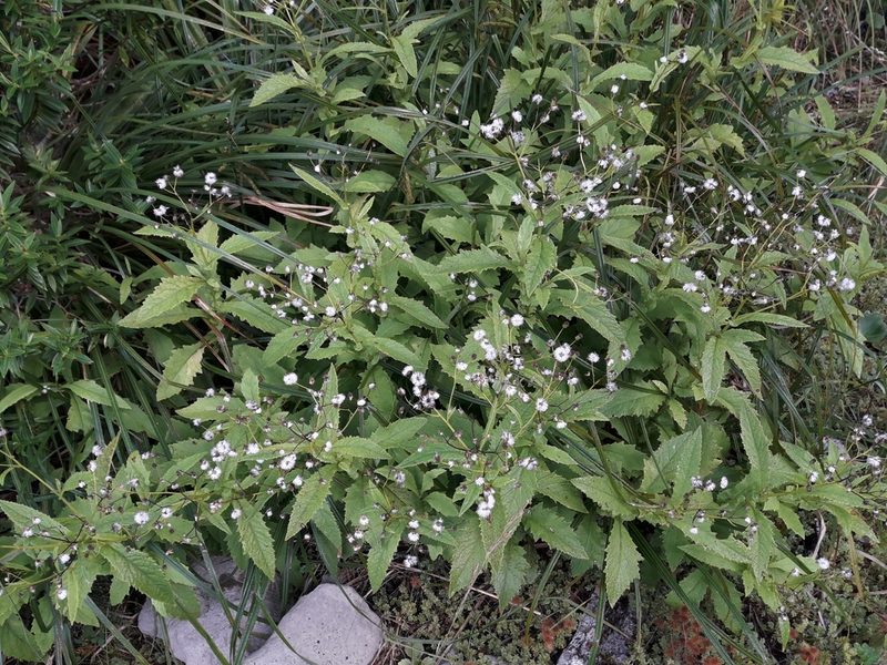 Senecio rufiglandulosus, photographed by naturewatchwidow