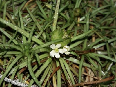 Stylidium subulatum, photographed by naturewatchwidow