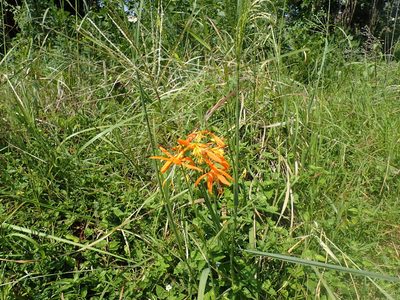 Crocosmia aurea, photographed by Mahomed Desai
