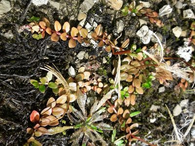 Epilobium komarovianum, photographed by naturewatchwidow