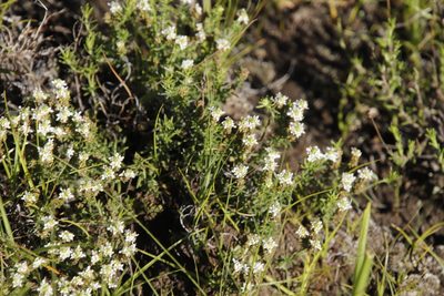 Selago saxatilis, photographed by Tony Rebelo