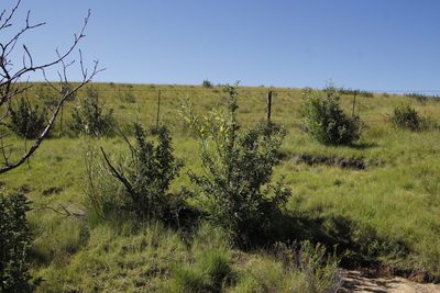 Gomphocarpus fruticosus, photographed by Tony Rebelo
