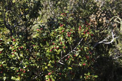 Rhamnus prinoides, photographed by Tony Rebelo