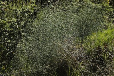 Asparagus denudatus, photographed by Tony Rebelo