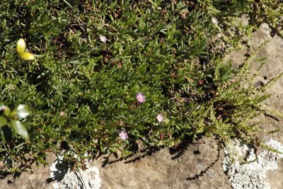 Delosperma carterae, photographed by Tony Rebelo