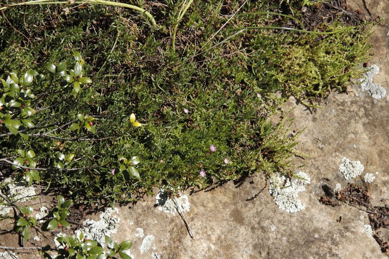 Delosperma carterae, photographed by Tony Rebelo