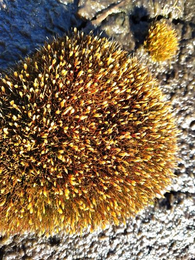 Centrolepis ciliata, photographed by Leon Perrie