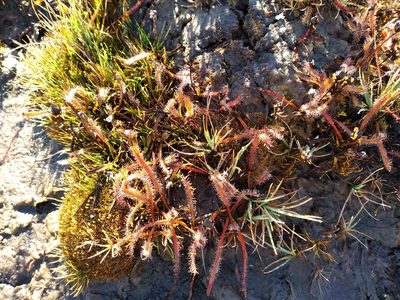 Drosera arcturi, photographed by Leon Perrie