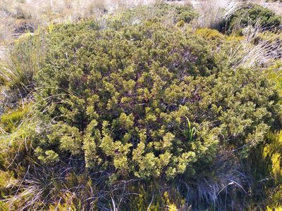 Halocarpus bidwillii, photographed by Leon Perrie