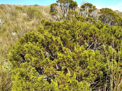 Halocarpus bidwillii, photographed by Leon Perrie
