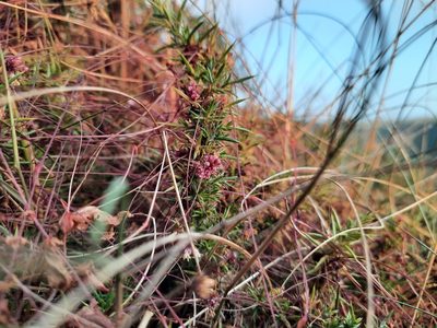 Cuscuta epithymum, photographed by Billy Fullwood