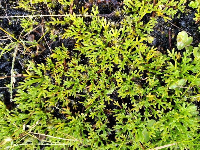 Leptinella pyrethrifolia, photographed by Leon Perrie