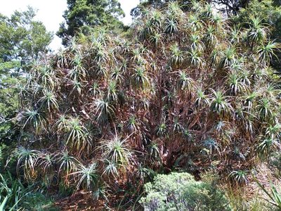 Dracophyllum traversii, photographed by Leon Perrie