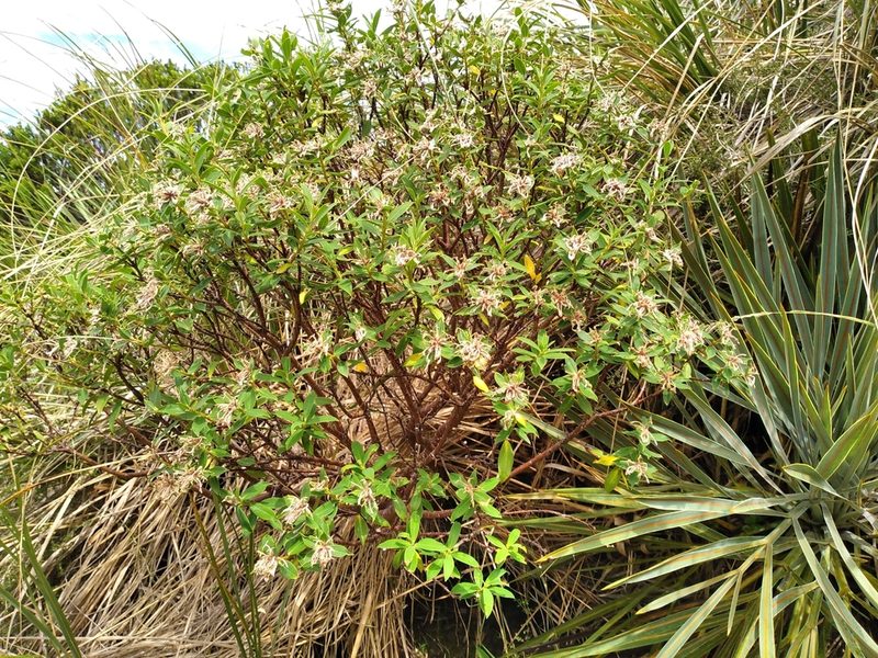 Pimelea longifolia, photographed by Leon Perrie