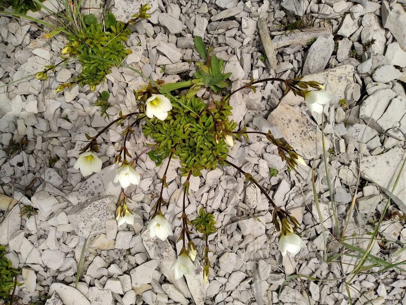 Gentianella decumbens, photographed by Leon Perrie