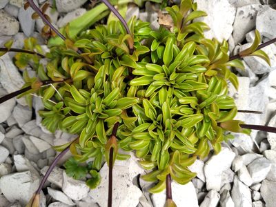 Gentianella decumbens, photographed by Leon Perrie