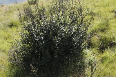 Rhamnus prinoides, photographed by Tony Rebelo
