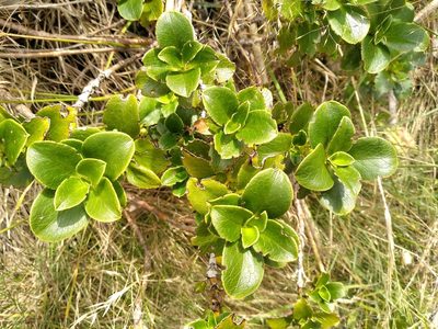 Coprosma serrulata, photographed by Leon Perrie