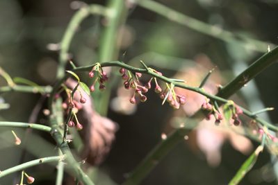 Prinsepia utilis, photographed by Ramnarayan K