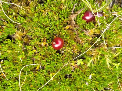 Coprosma atropurpurea, photographed by Leon Perrie