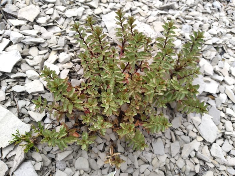 Epilobium vernicosum, photographed by Leon Perrie