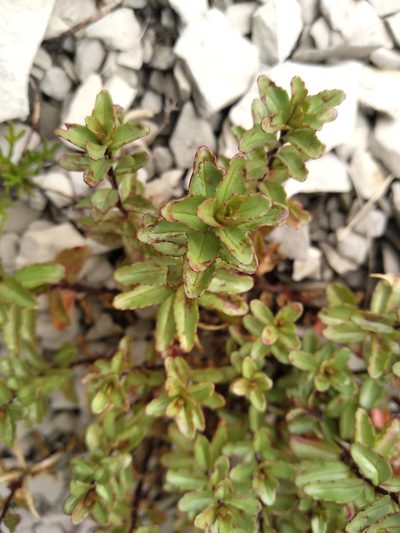 Epilobium vernicosum, photographed by Leon Perrie