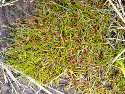 Juncus antarcticus, photographed by Leon Perrie