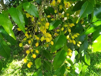 Ganophyllum falcatum, photographed by Steve Fitzgerald