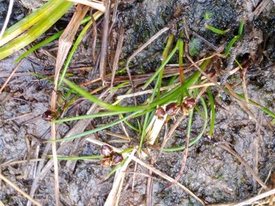 Juncus novae-zelandiae, photographed by Leon Perrie