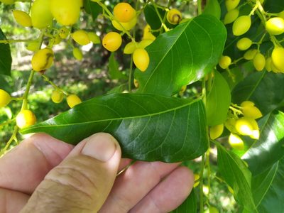 Ganophyllum falcatum, photographed by Steve Fitzgerald