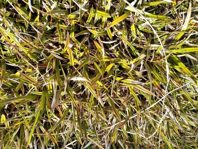Astelia linearis, photographed by Leon Perrie