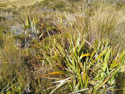 Phormium colensoi, photographed by Leon Perrie