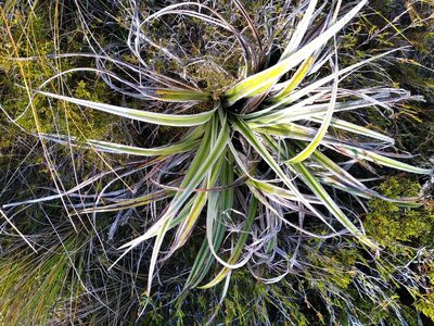 Astelia nervosa, photographed by Leon Perrie