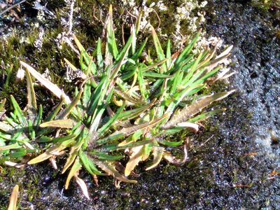 Plantago triandra, photographed by Leon Perrie