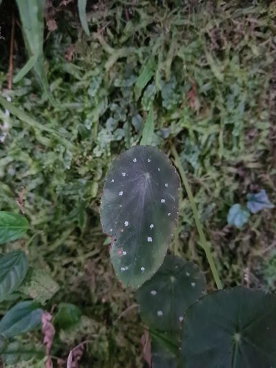 Begonia hitchcockii, photographed by Michael Bakker Paiva
