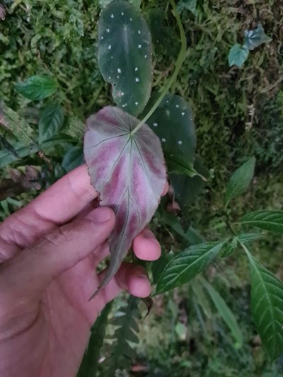 Begonia hitchcockii, photographed by Michael Bakker Paiva