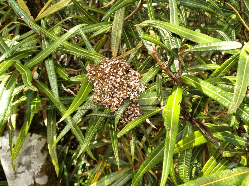 Olearia lacunosa, photographed by Leon Perrie