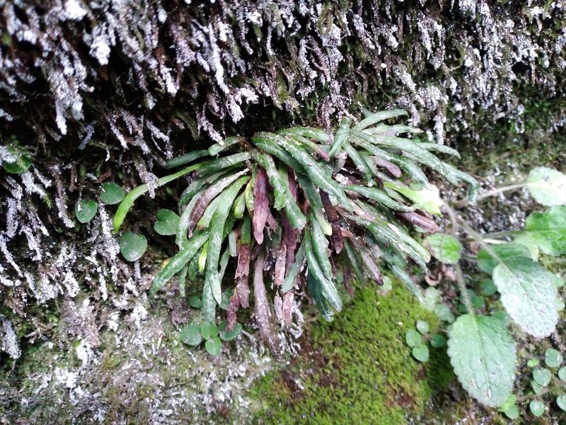 Notogrammitis patagonica, photographed by Leon Perrie