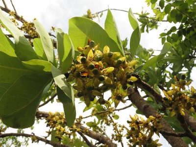 Ochna gamblei, photographed by Ajit Ampalakkad