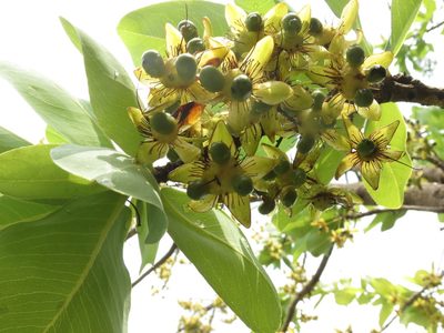 Ochna gamblei, photographed by Ajit Ampalakkad