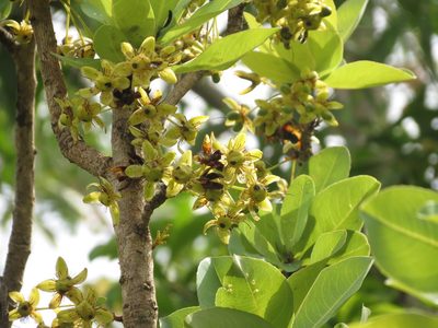 Ochna gamblei, photographed by Ajit Ampalakkad