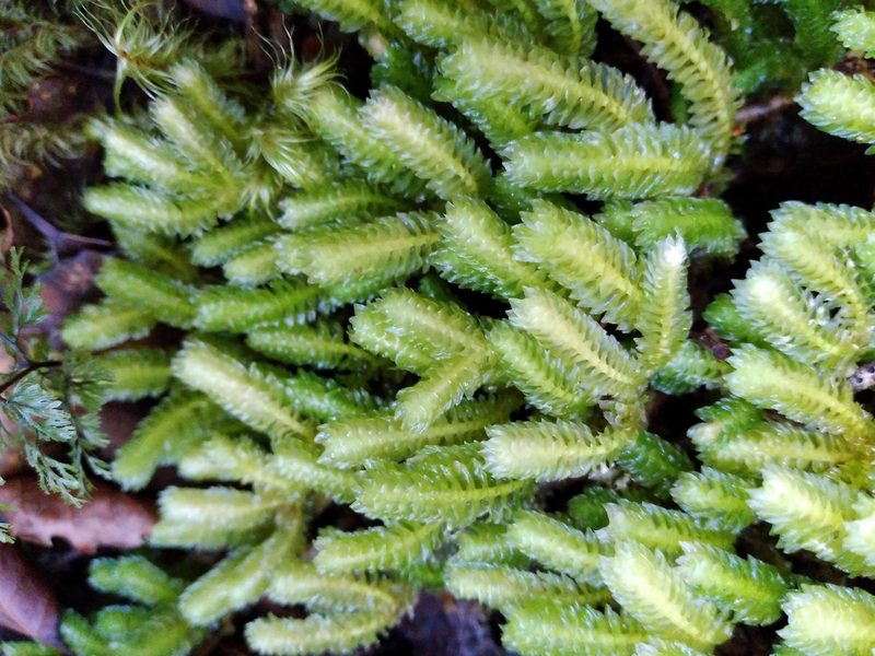 Schistochila nobilis, photographed by Leon Perrie